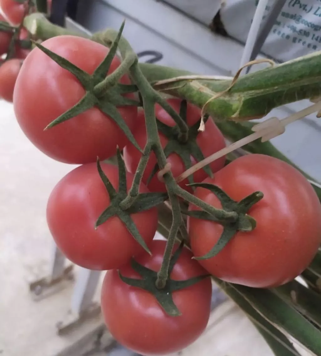 оптовая поставка томатов  в Санкт-Петербурге 4