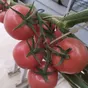 оптовая поставка томатов  в Санкт-Петербурге