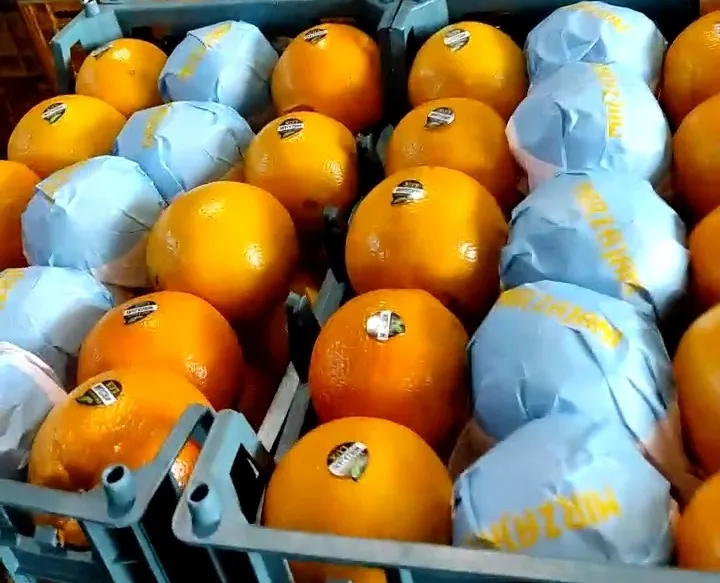 апельсины, Иран в Санкт-Петербурге