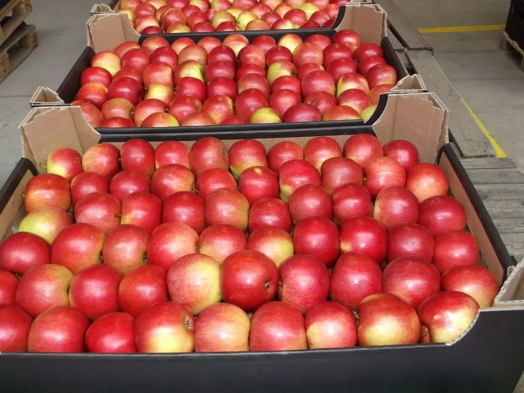 яблоки оптом напрямую от производителя в Санкт-Петербурге