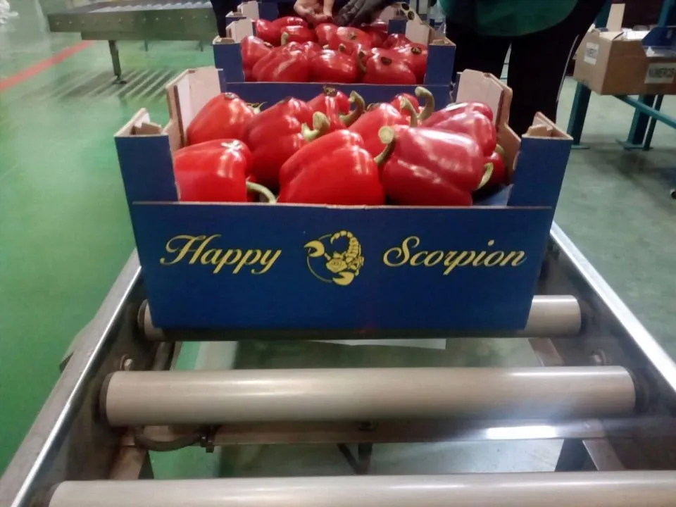 продаем овощи в Санкт-Петербурге 4