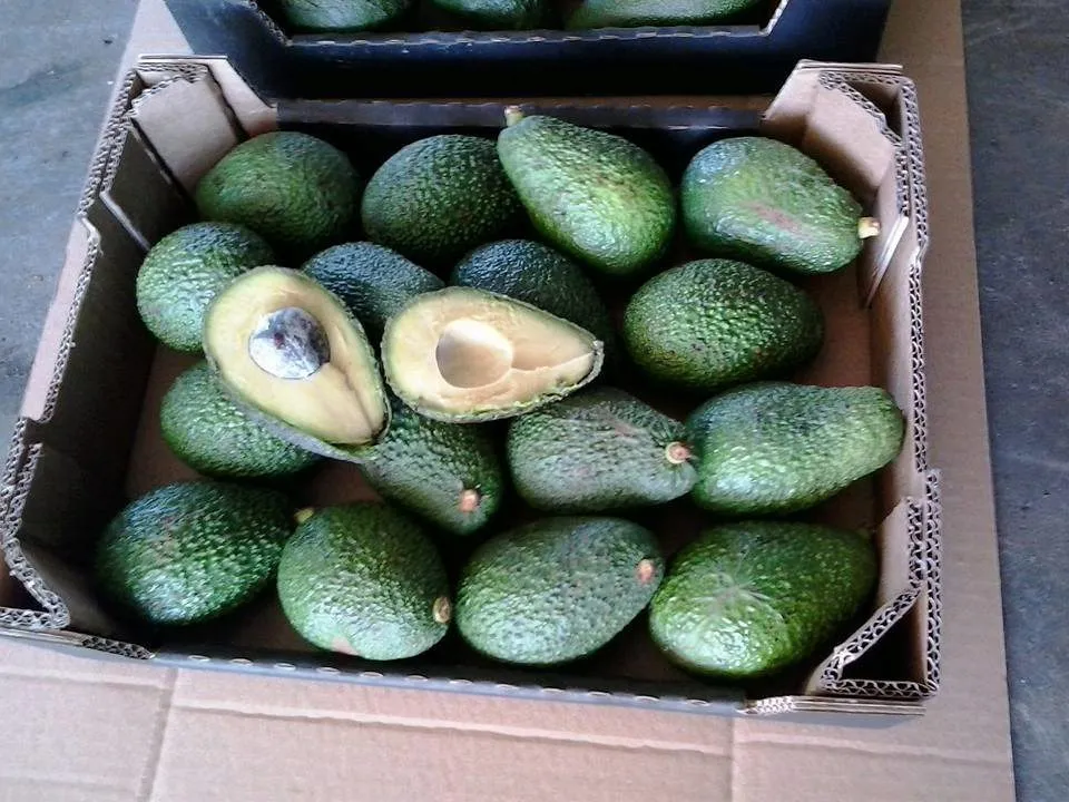 авокадо из Марокко в Санкт-Петербурге