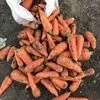 продажа моркови оптом напрямую с Поле в Санкт-Петербурге 2