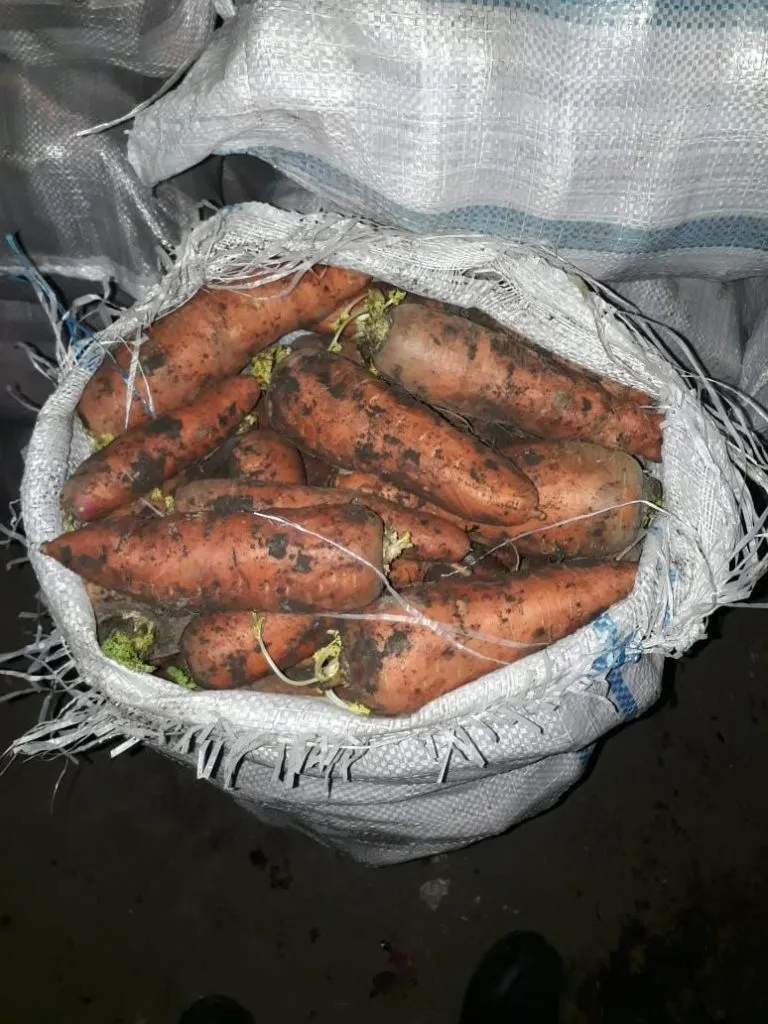 продажа моркови оптом напрямую с Поле в Санкт-Петербурге 3