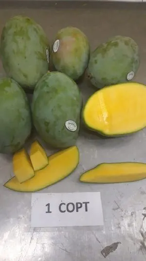 манго сорт КИТ I импортер в Санкт-Петербурге